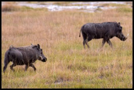 Warthogs